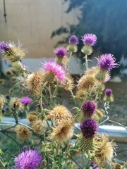 Cirsium rhaphilepis