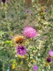 Cirsium rhaphilepis