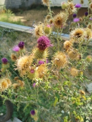 Cirsium rhaphilepis