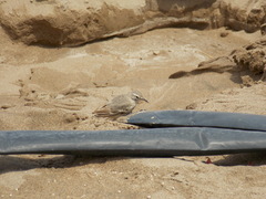 Geositta cunicularia