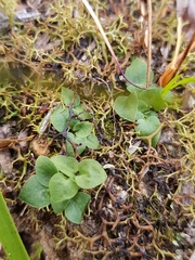 Pterostylis parviflora