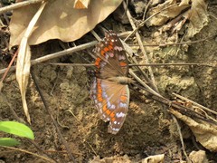 Precis octavia octavia