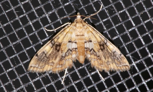 Elophila faulalis image