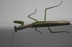 Polyspilota aeruginosa
