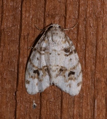 Clemensia ochreata