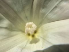 Calystegia purpurata