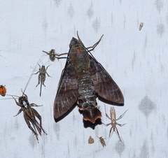 Macroglossum corythus