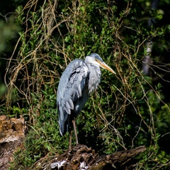 Ardea cinerea