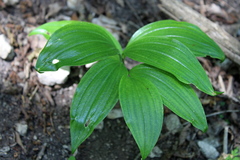 Polygonatum latifolium