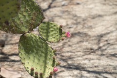 Opuntia pilifera