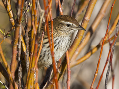 Poodytes punctatus punctatus