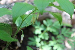 Polygonatum latifolium