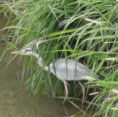 Ardea cinerea