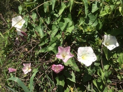Calystegia purpurata