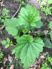 Arnoglossum reniforme