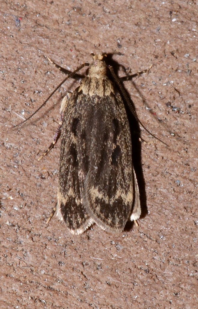 Himalayan Grain Moth