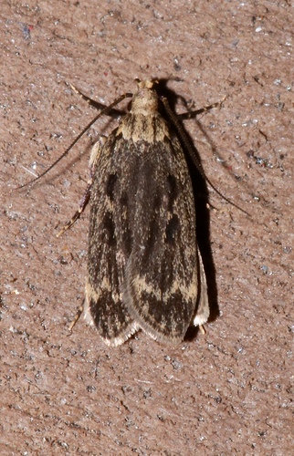Lecithoceridae image