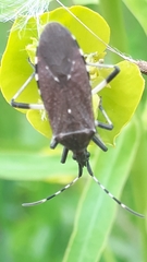 Dicranocephalus medius