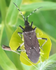 Dicranocephalus medius