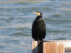 Phalacrocorax carbo hanedae