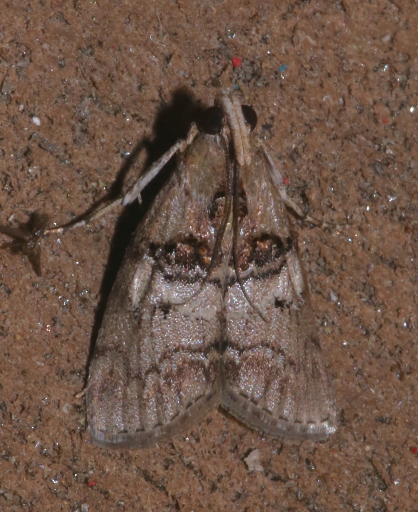Cloaked Pococera Moth