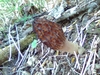 Morchella pulchella - Photo (c) Matt Bowser, some rights reserved (CC BY), uploaded by Matt Bowser