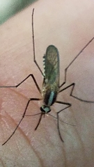 Aedes atlanticus