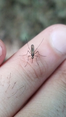 Aedes atlanticus