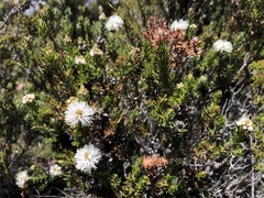 Melaleuca squamea