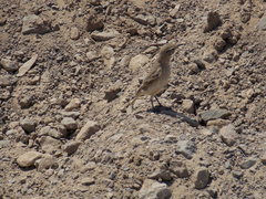 Geositta cunicularia