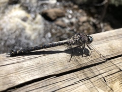Austroaeschna tasmanica
