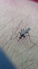 Aedes atlanticus
