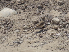 Geositta cunicularia