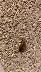 Brothylus gemmulatus