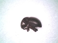 Chalcodermus inaequicollis