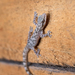 Western Leaf-toed Gecko - Photo (c) Eduardo Quispe Salcedo, some rights reserved (CC BY-NC)
