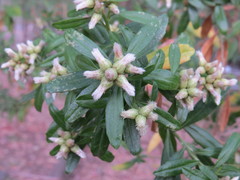 Baccharis heterophylla