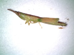 Leptysma marginicollis