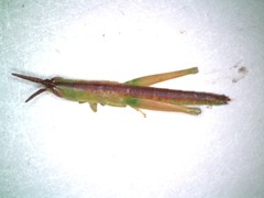 Leptysma marginicollis