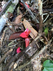 Etlingera brevilabrum
