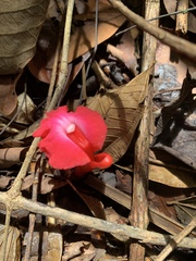 Etlingera brevilabrum