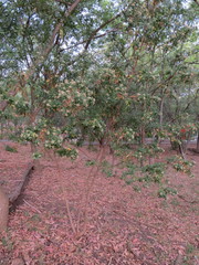 Baccharis heterophylla