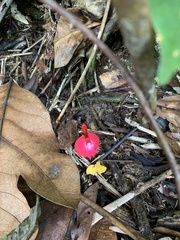 Etlingera brevilabrum