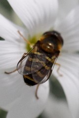 Lapposyrphus aberrantis