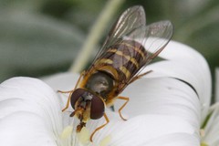 Lapposyrphus aberrantis