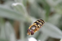 Lapposyrphus aberrantis