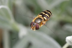 Lapposyrphus aberrantis