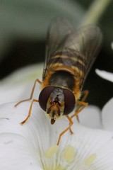 Lapposyrphus aberrantis