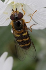 Lapposyrphus aberrantis