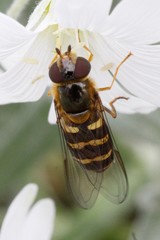 Lapposyrphus aberrantis
